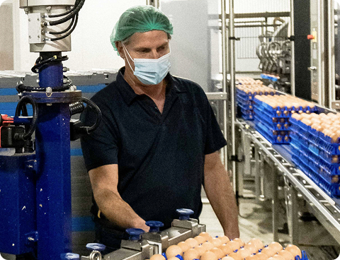 Egg processing