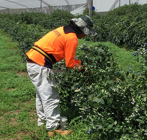 Harvesting blueberries