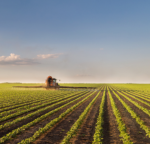 Crop rows in agricultural field during planting or growth stage