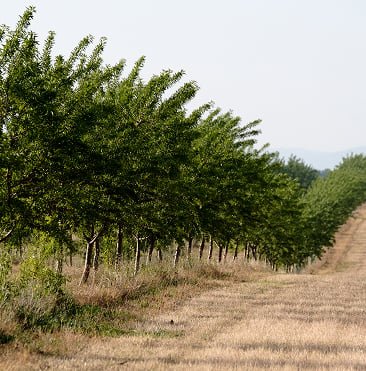 Tree-lined orchard pathway in agricultural farm