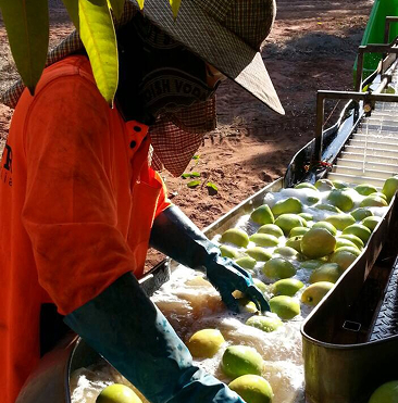 Worker sorting fresh produce into crates in agricultural setting