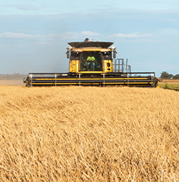 Combine harvester harvesting wheat in large farm field