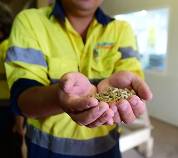 Worker holding soil or crop sample in hand for inspection