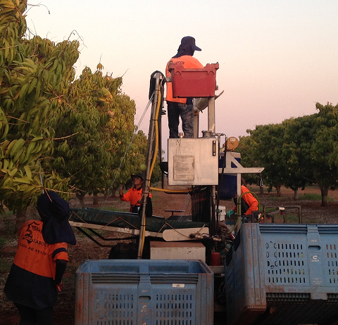 Worker operating harvesting machine in agricultural field