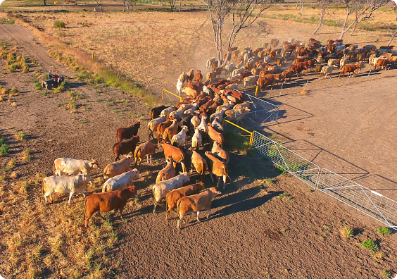 What our livestock recruiters are looking for