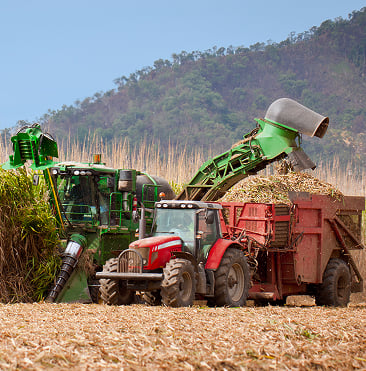 Workers handling sugarcane harvesting and processing