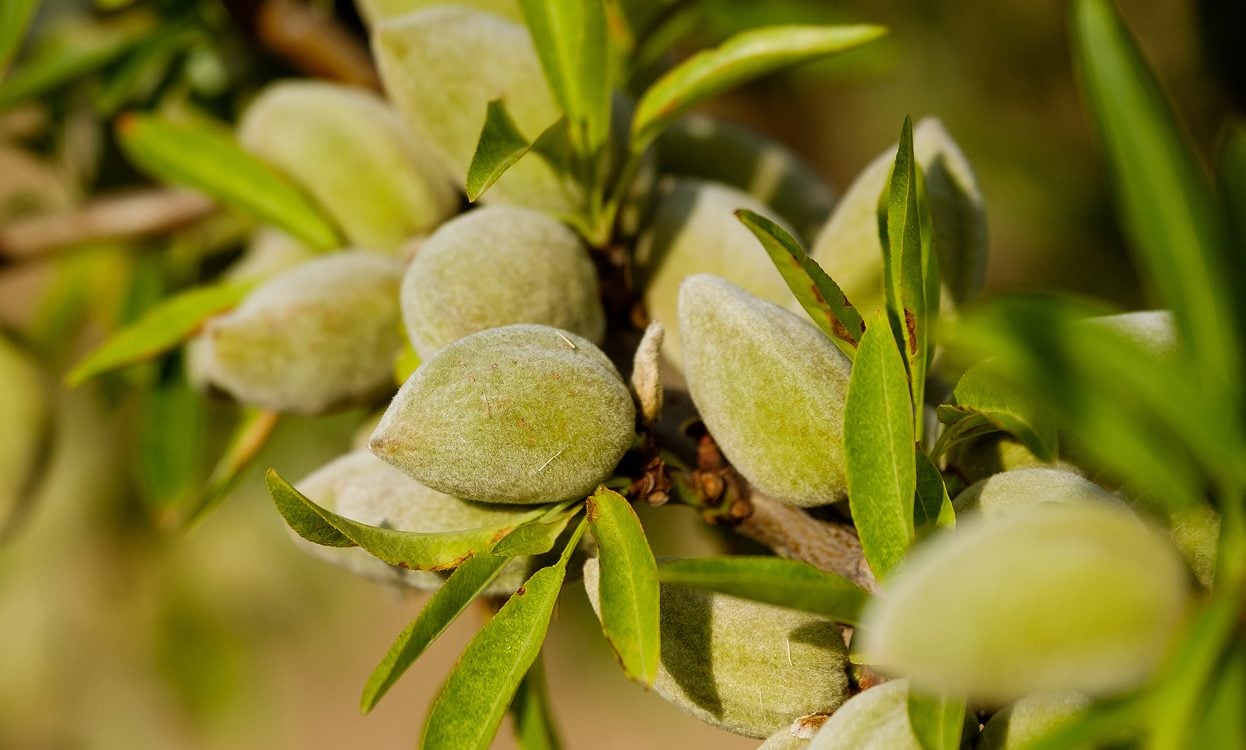 Almond harvest in orchard with nuts collected from trees during farming season