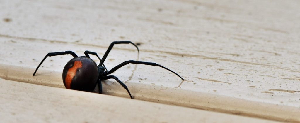 What to do if you encounter wildlife while working or travelling