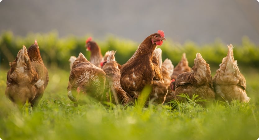 Wide view of chickens in poultry farm with large flock in agricultural setting