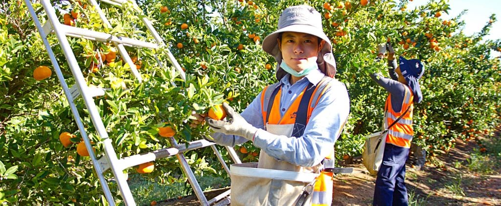 How to prepare your workforce for winter crop demand