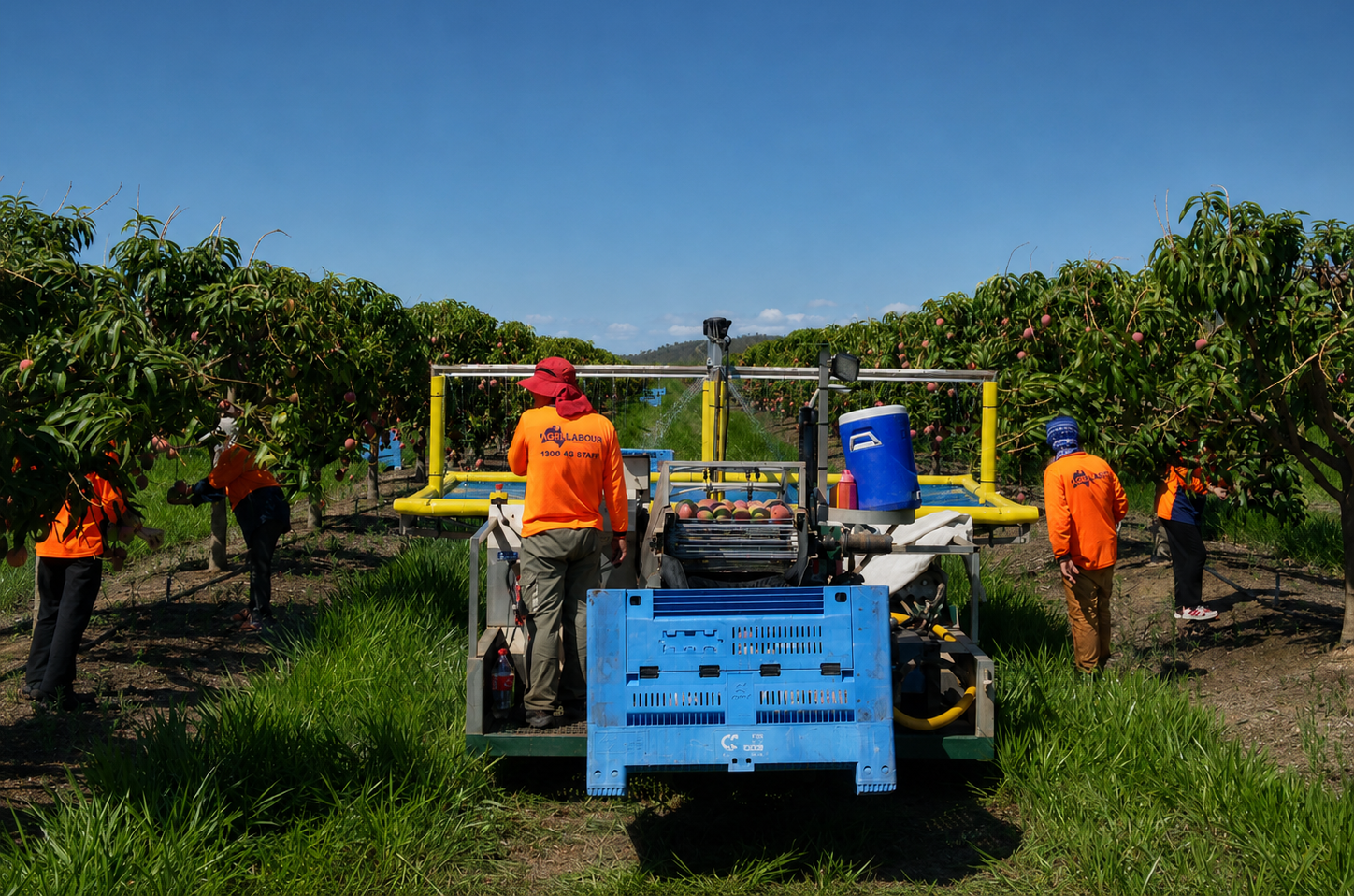 Busy mango farm during harvest