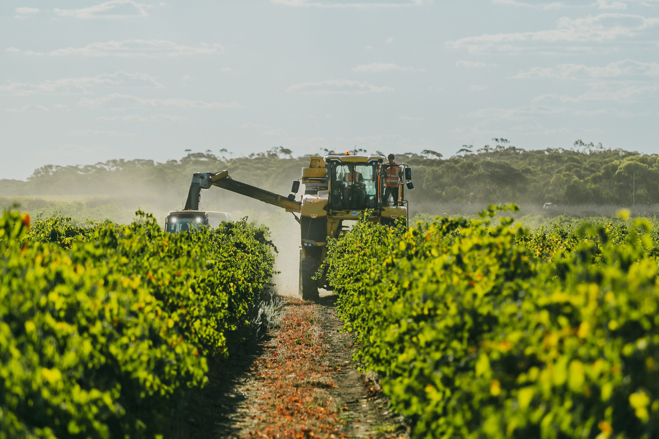 Machinery operator in a vineyard